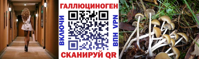 Псилоцибиновые грибы мицелий  МЕГА ССЫЛКА  Кодинск  магазин продажи наркотиков 